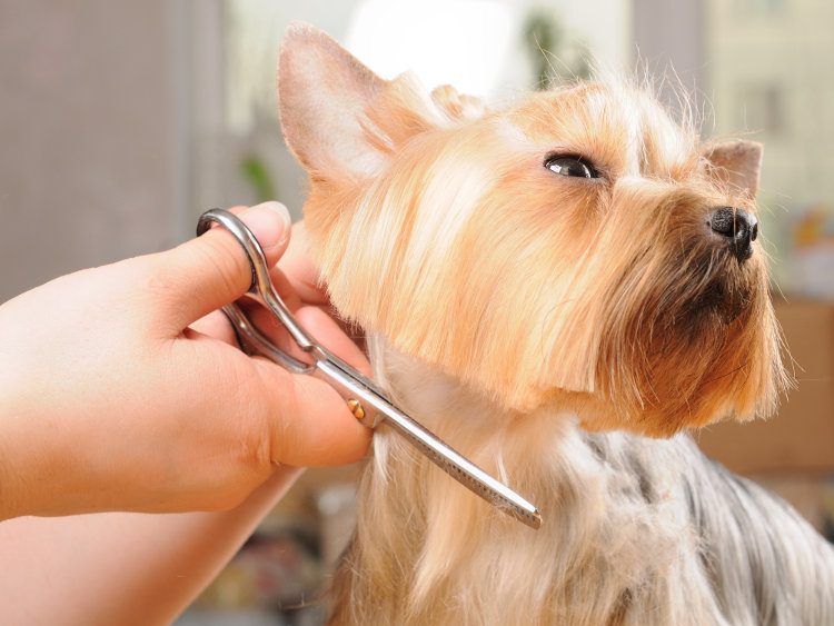 Pet Grooming Services